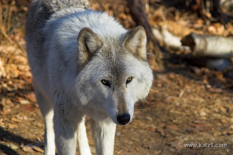 Arctic Wolf 042